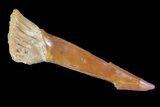 Cretaceous Giant Sawfish (Onchopristis) Rostral Barb #72718-1